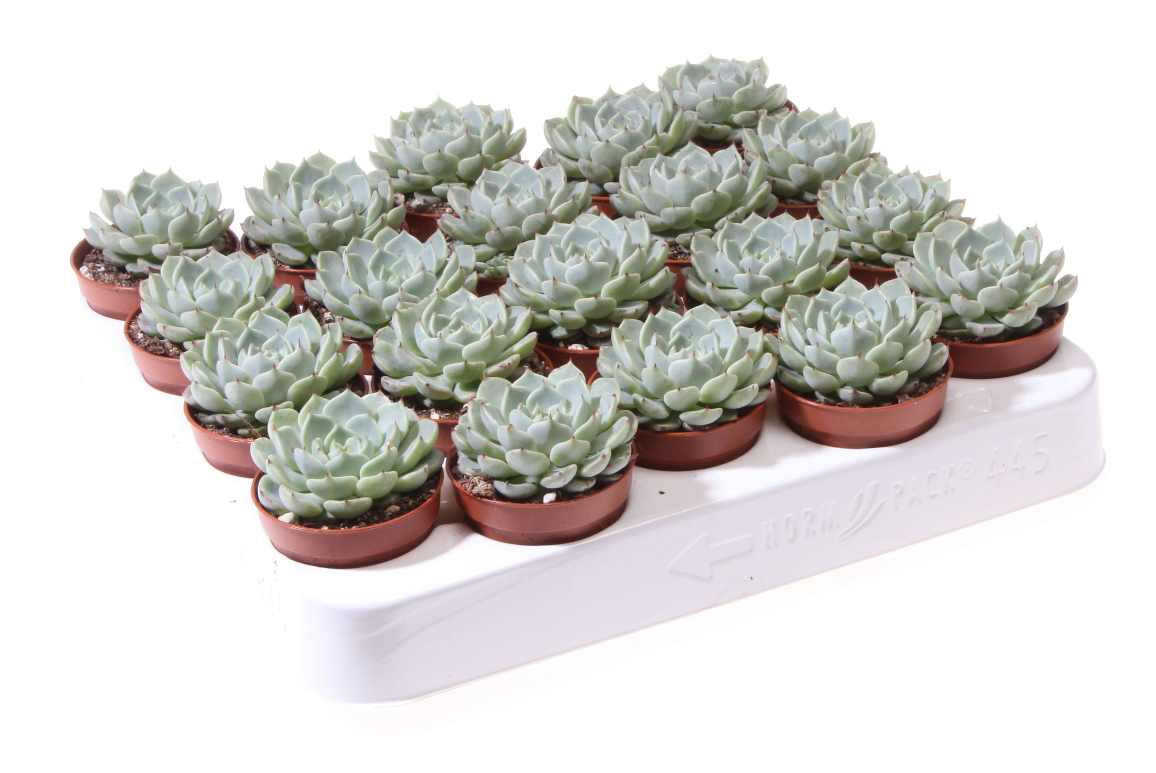 Echeveria globulosa, D 5,5