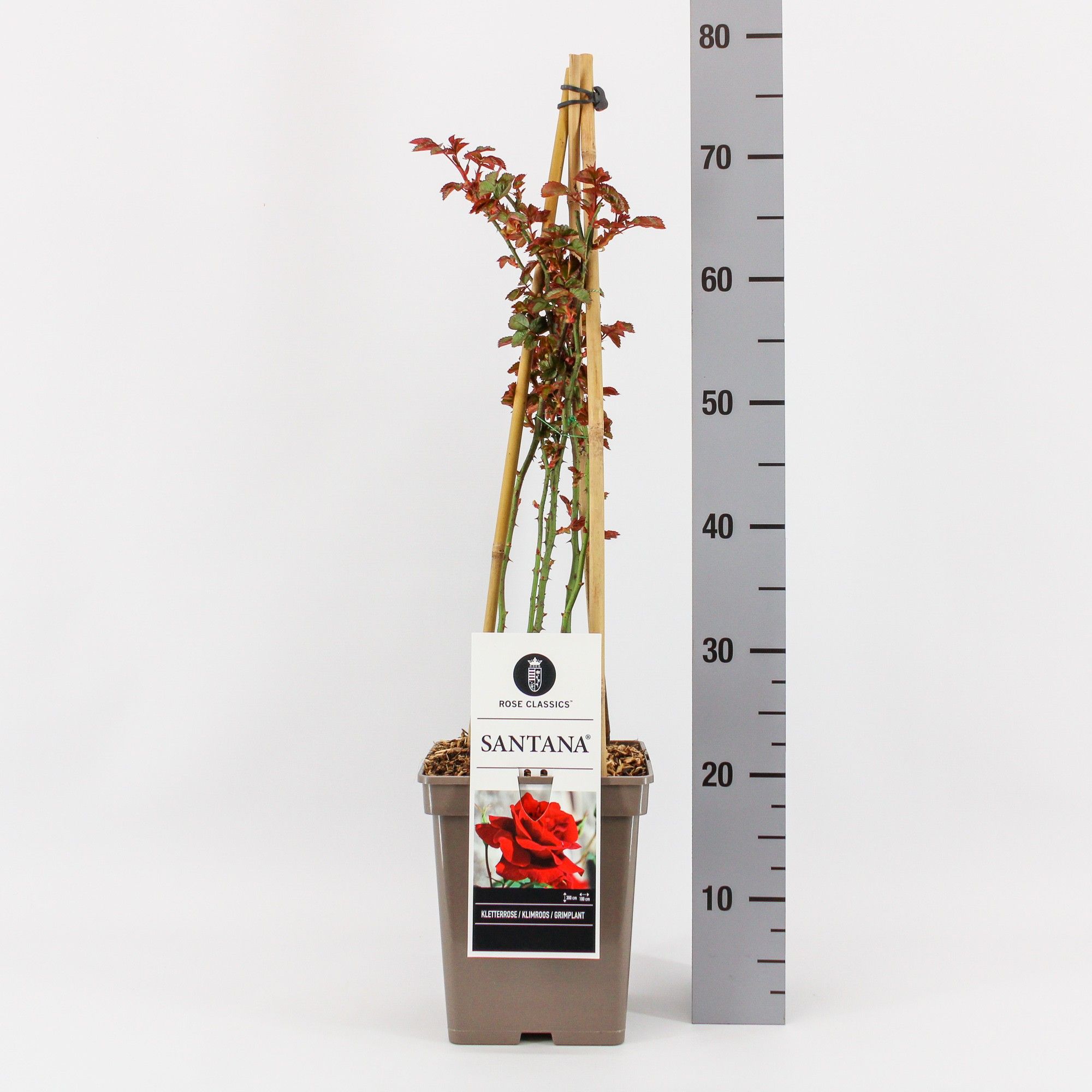 Rosa (K) Santana ®, C5, 4 stok 90 cm, D 23