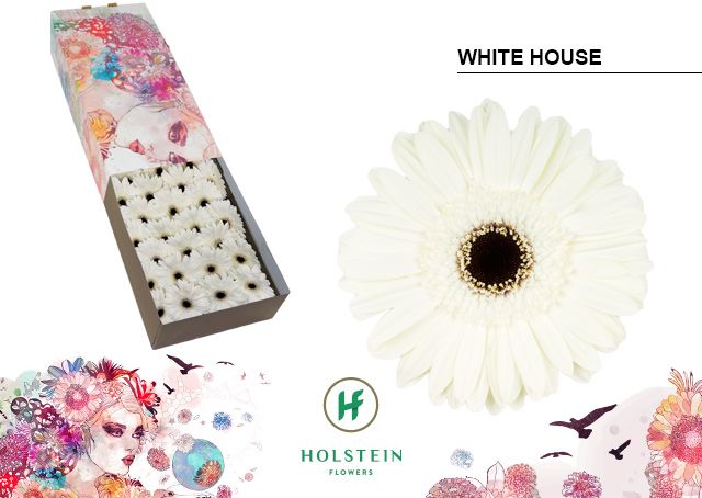 Гербера Вайт Хаус x50, шт.