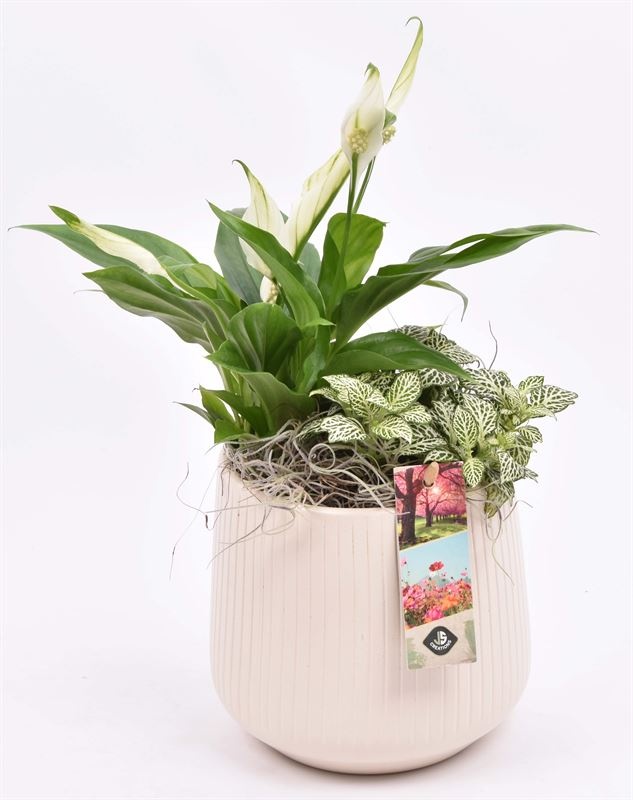 Keramiek vert.lines creme mat 14cm, D 15