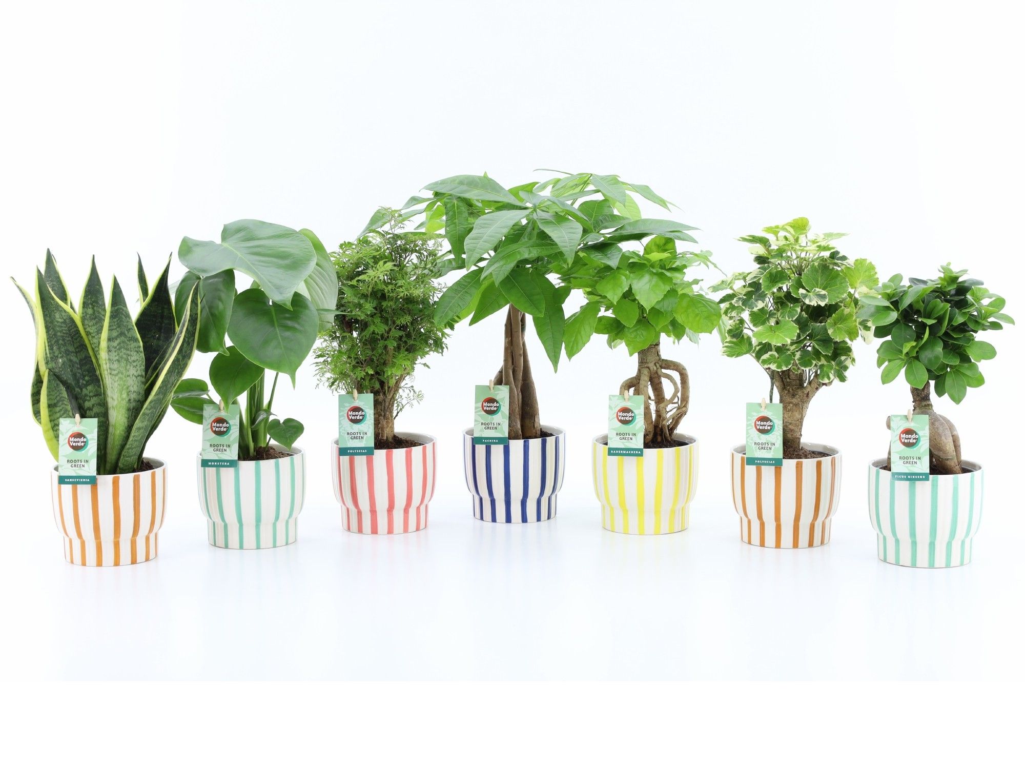 Exotic Green Mix in Pastel Stripe, D 13