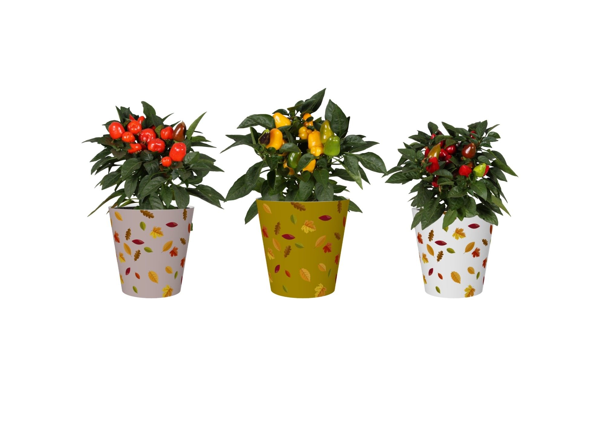 Capsicum in smartcup Herfst, D 12 cm Capsicum in smartcup Herfst, D 12 cm