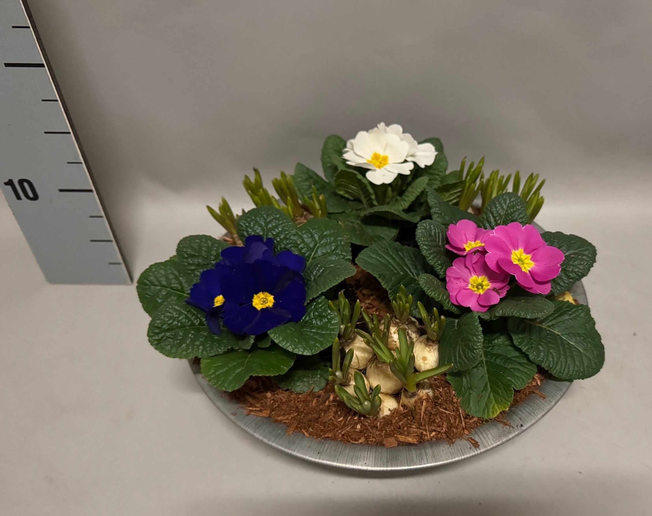 Zinkenschaal Primula Muscari 29cm, D 29 cm