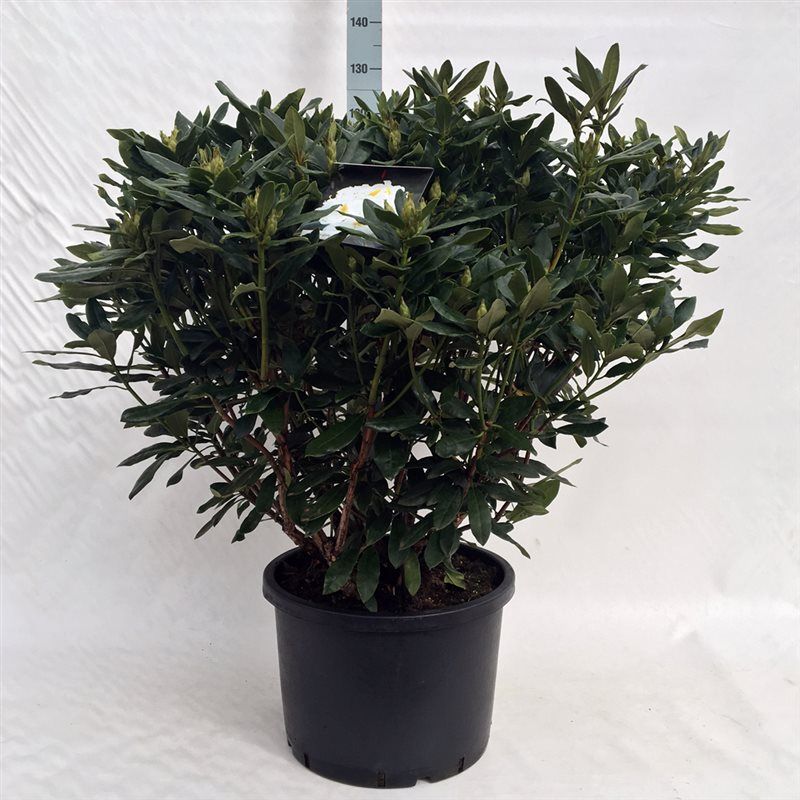 Rhodo. 'Madame Masson' white, D 45