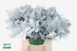 Скимия Овериг крашеный за пучок (краш. ) 40, пуч.