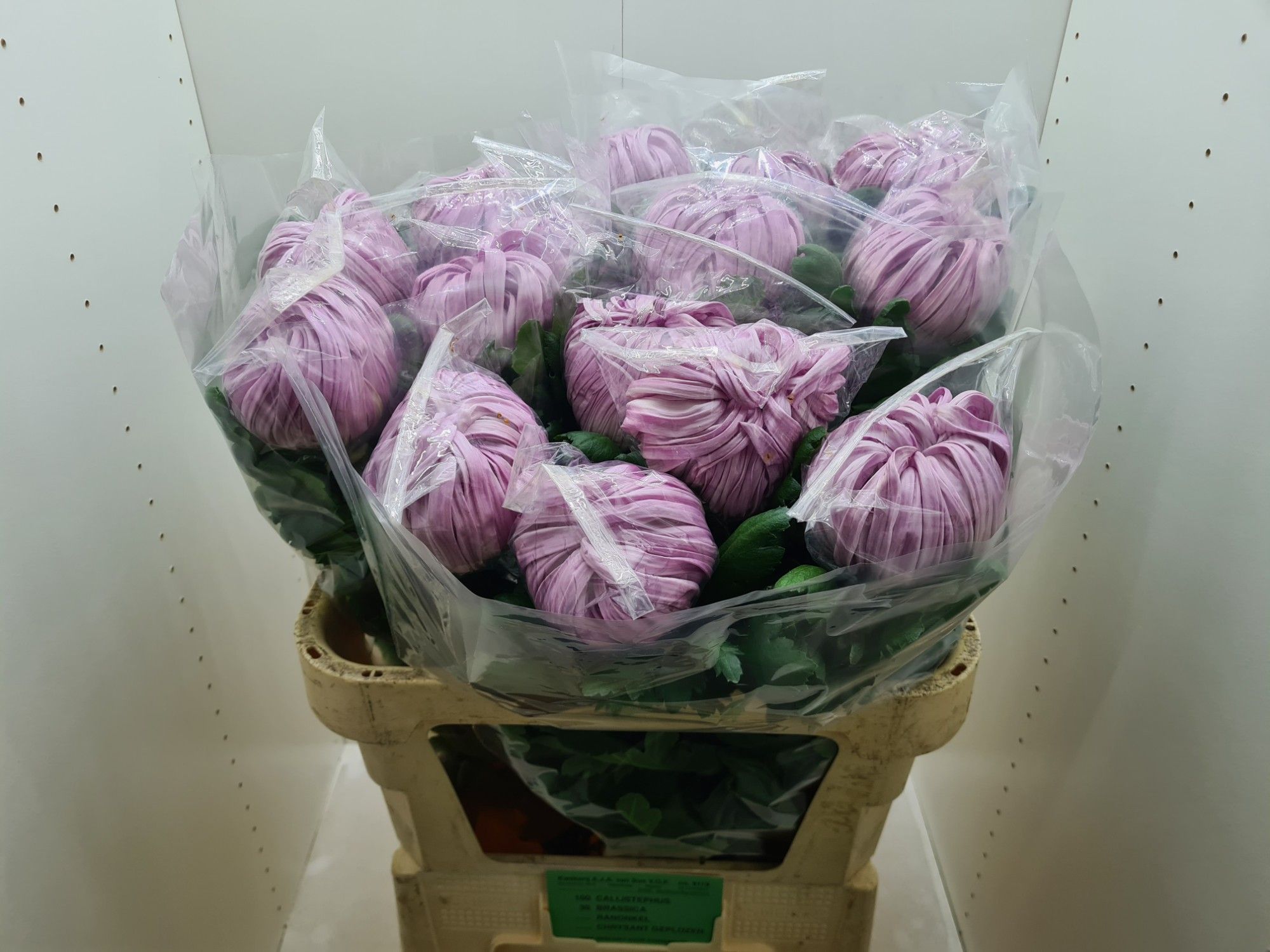 Хризантема од. Вена Пинк 80 (роз.), шт.