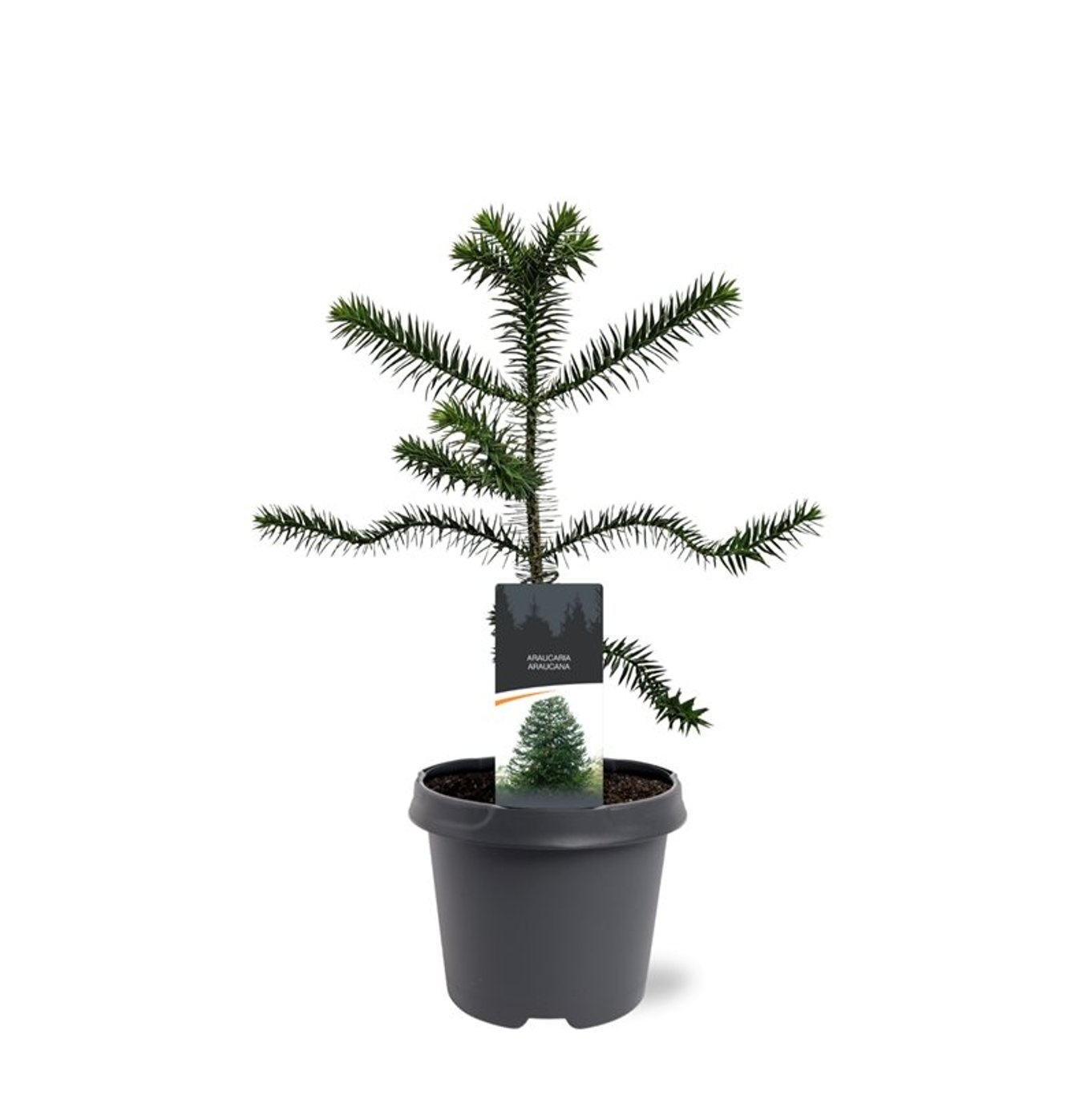 Araucaria araucana, D 23 cm Araucaria araucana, D 23 cm