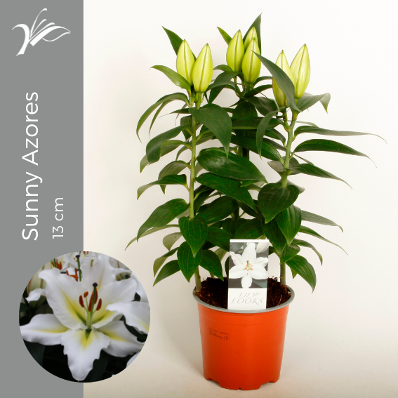 Lilium Sunny Azores 13 cm (or. lelie), D 13 cm Lilium Sunny Azores 13 cm (or. lelie), D 13 cm