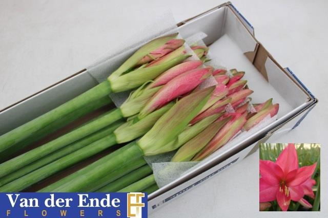 Амарилис Овериг x12, шт.