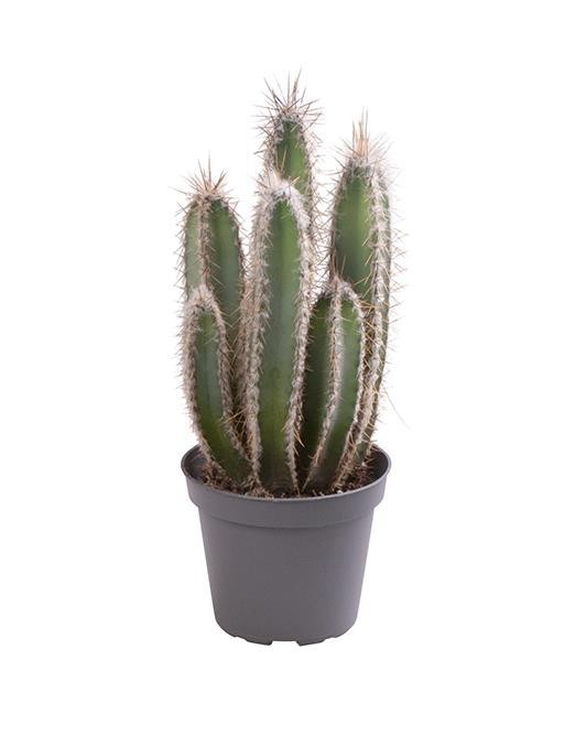 CEREUS FORBESII, D 6