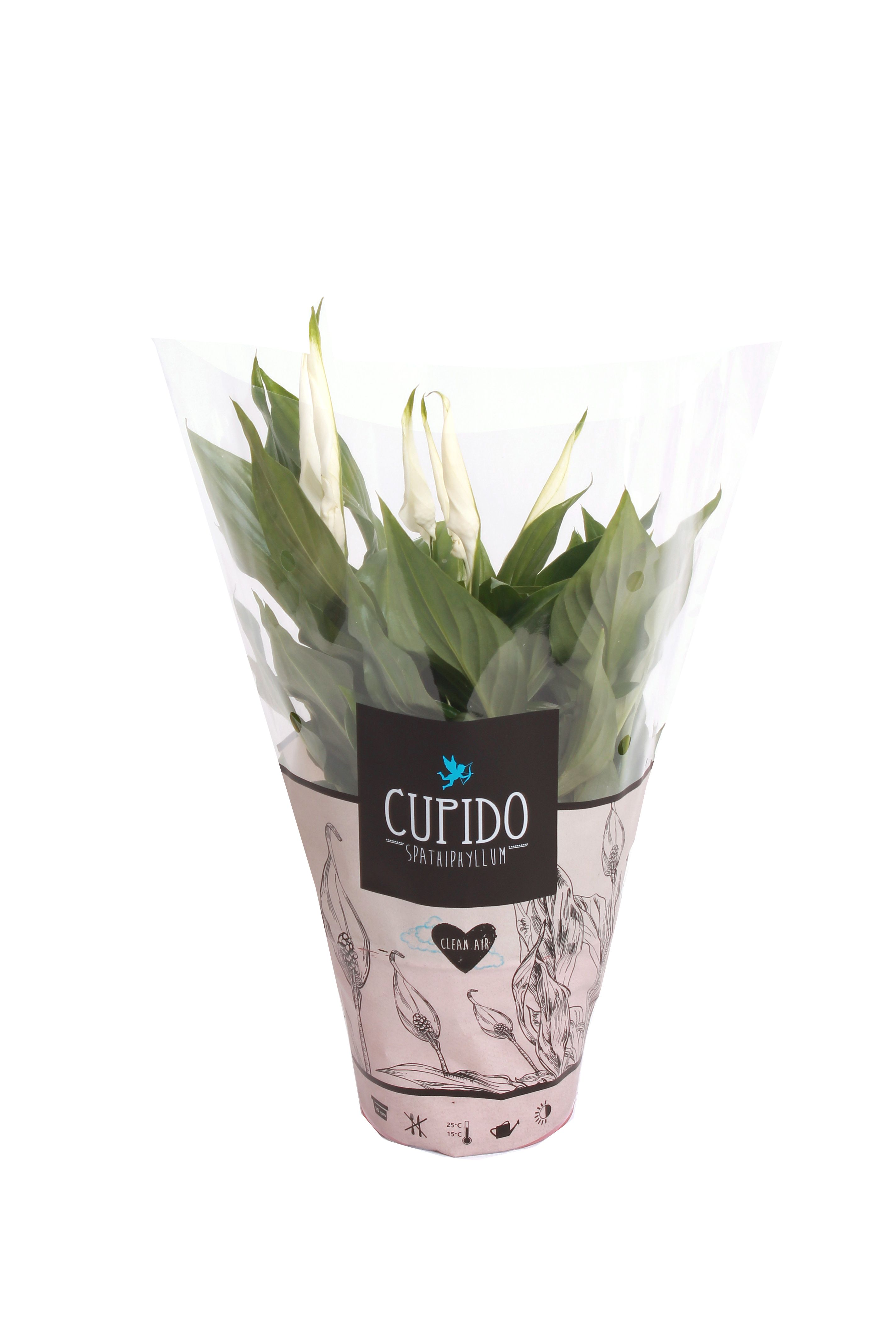 Spathiphyllum Pearl Cupido 15cm in Cupidohoes, D 15 cm Spathiphyllum Pearl Cupido 15cm in Cupidohoes, D 15 cm