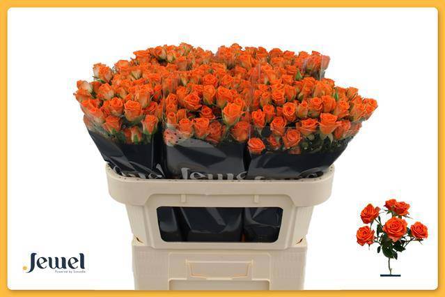 Роза куст. Пиканто 70, шт.