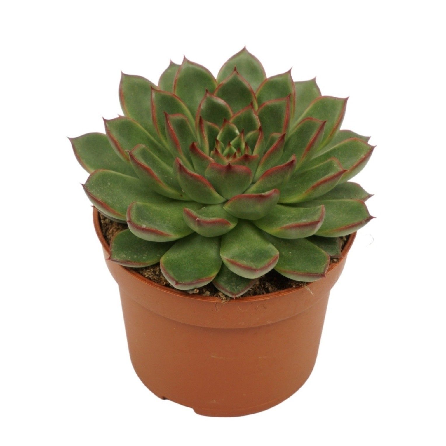 Echeveria skat 10,5 cm, D 10,5