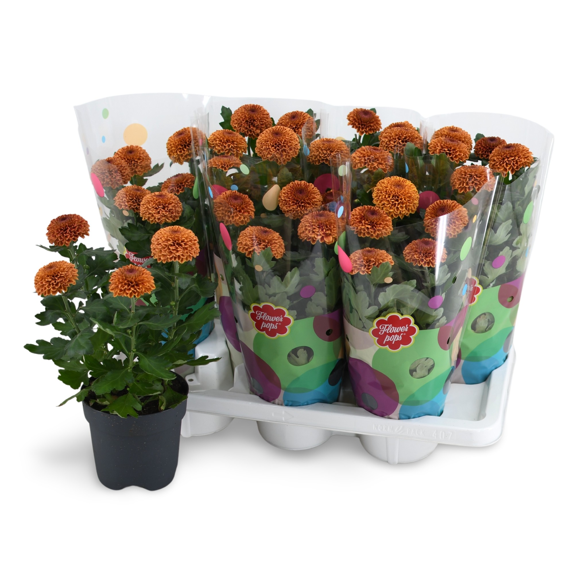 Flowerpops Mono Bronze, D 14 cm