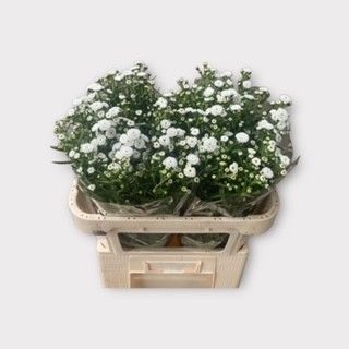 Астер Помпон 70, шт.