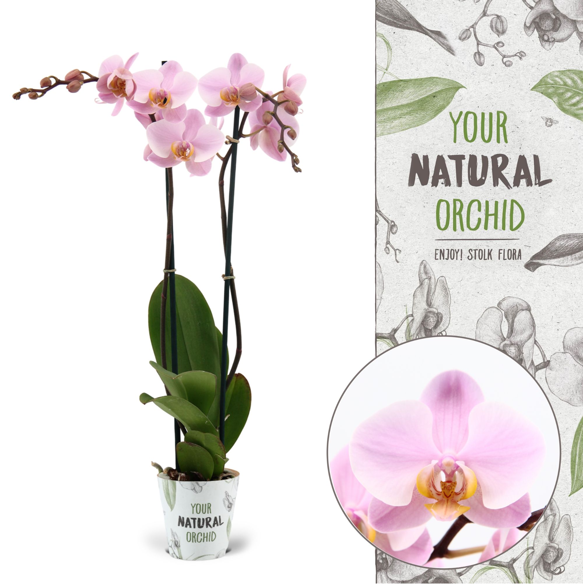 Your Natural Orchid | Salinas | Phalaenopsis 2 spike, D 12 cm Your Natural Orchid | Salinas | Phalaenopsis 2 spike, D 12 cm