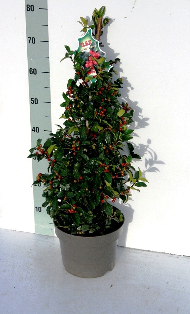 Ilex mes. 'Blue Maid' BES, D 23 cm
