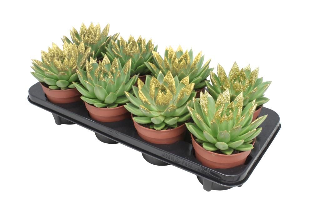 Miranda + gold Natureglit® points, D 12 cm