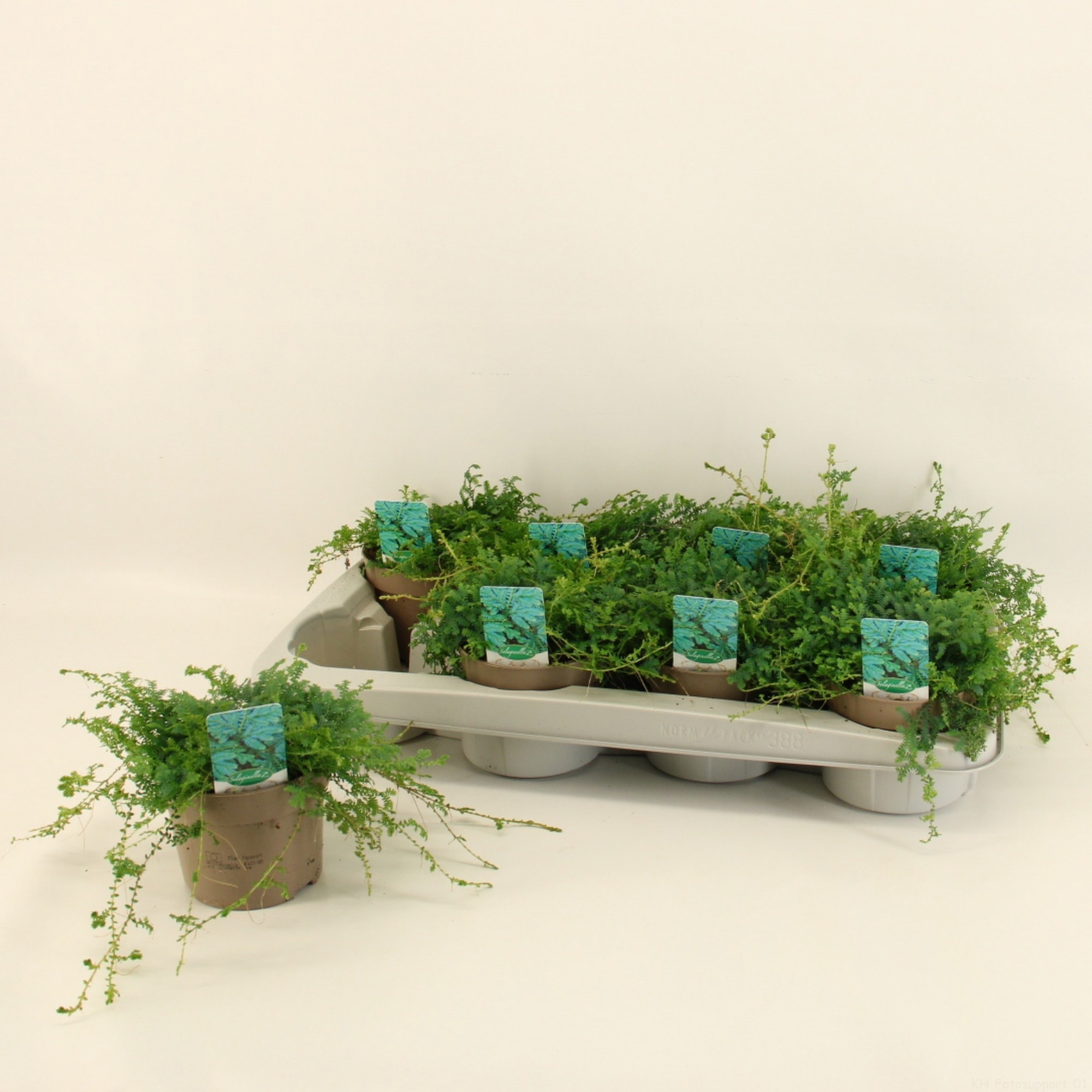 Selaginella 'Peocock', D 12