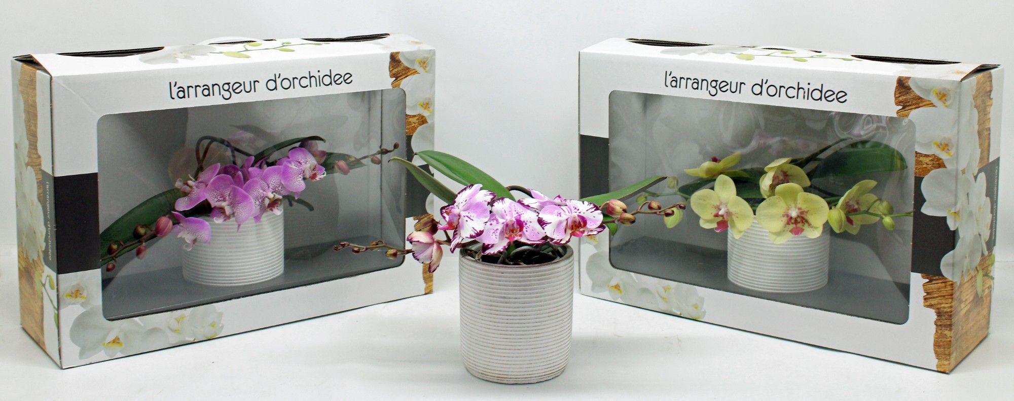L'arrangeur D'orchidee Special (GROEN), D 12
