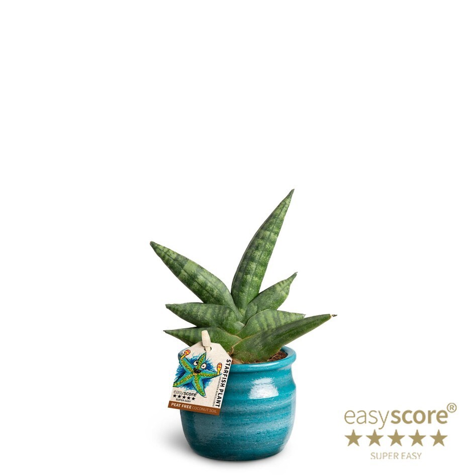 SANSEVIERIA BONCELLENSIS 40630046 Maceta Teal, D 7