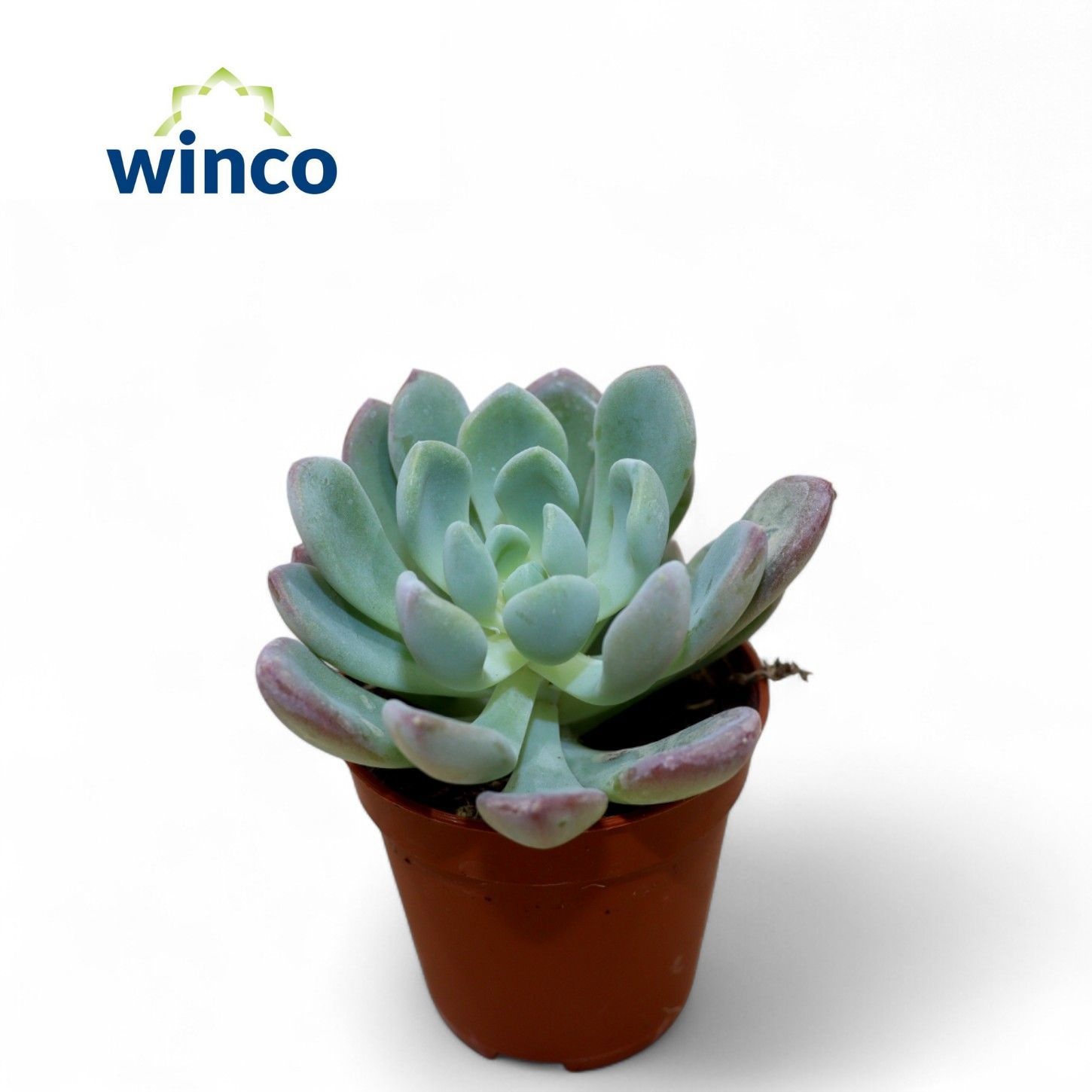 Echeveria Elegance, D 5,5