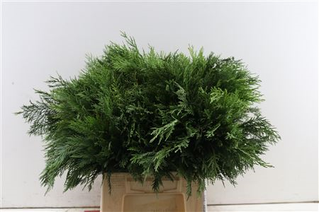 Кониферн Зеленый 55 (зел.), шт.