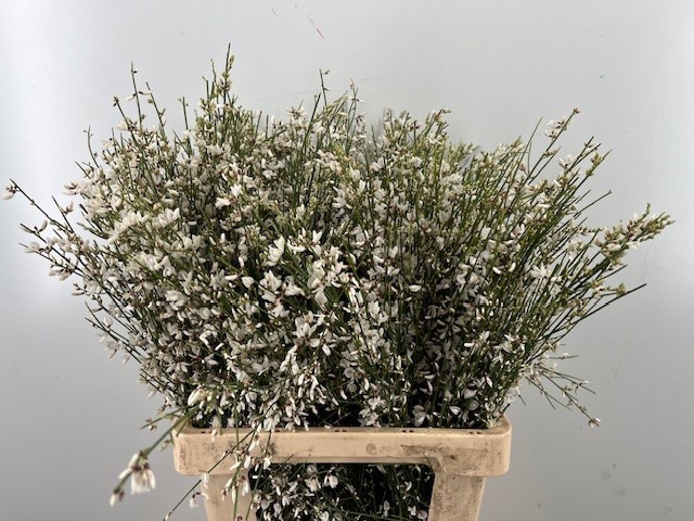 Гениста Вайт за пучок 65, пуч.