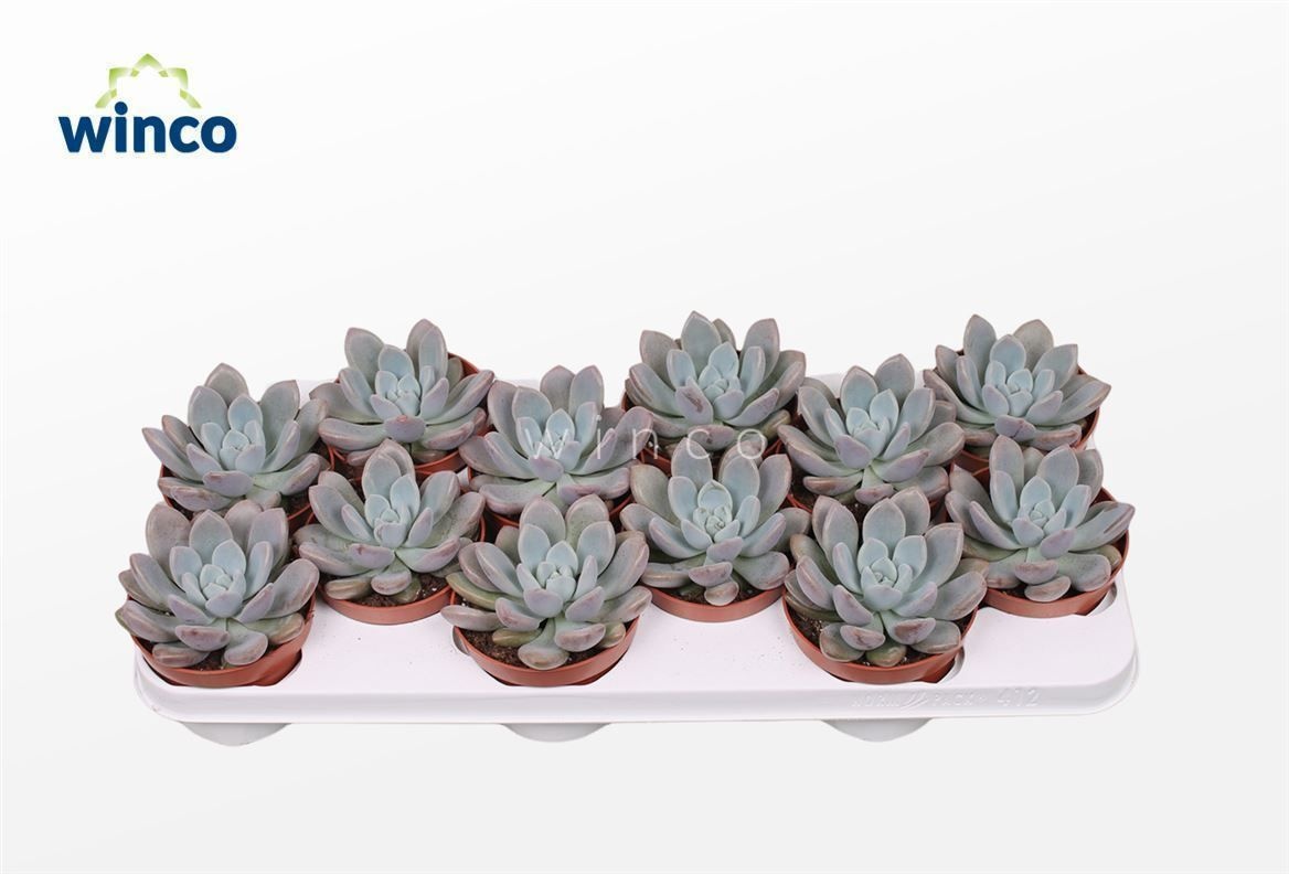 Graptoveria Opalina, D 10,5