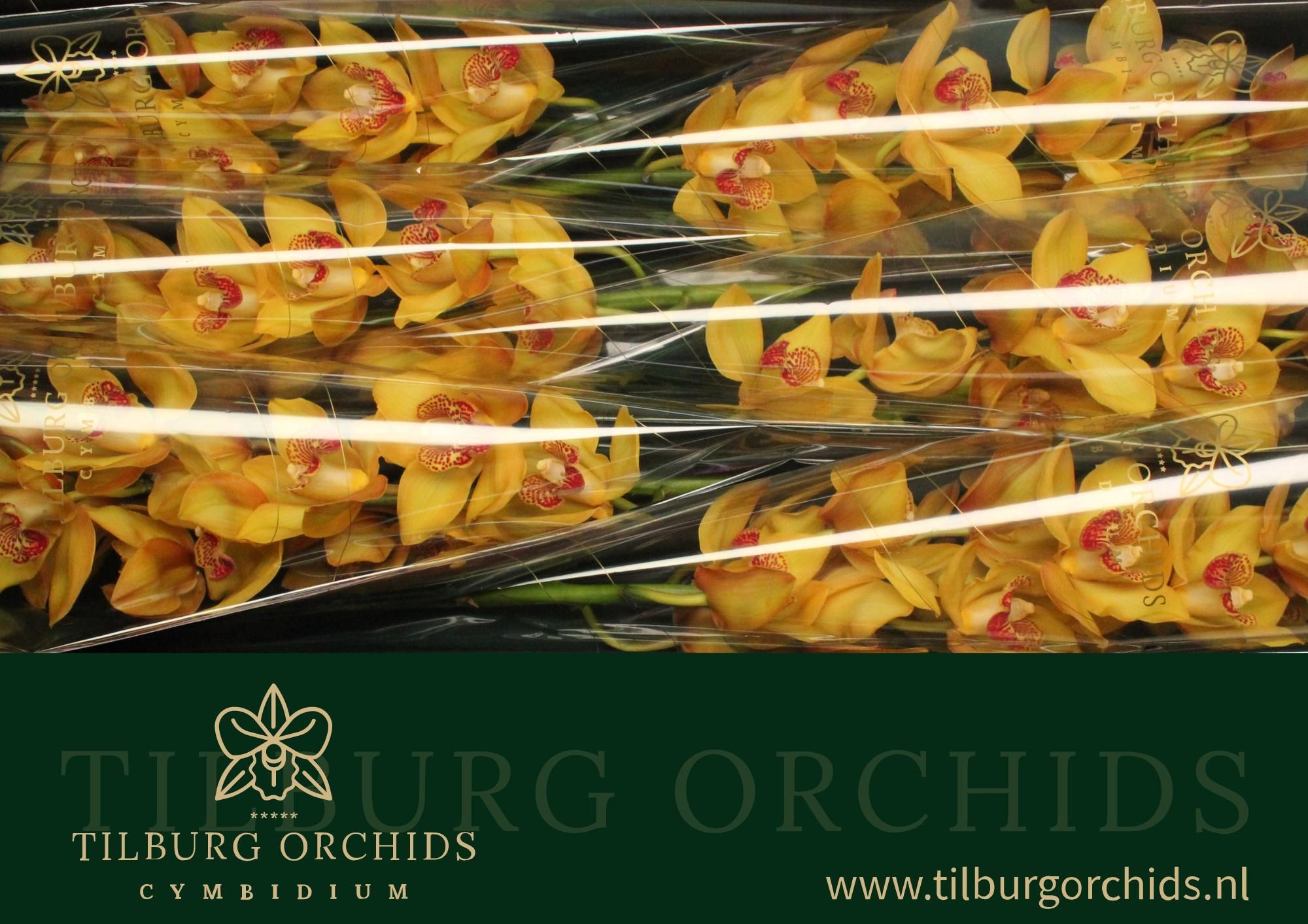 Цимбидиум Эстер x6 80, шт.