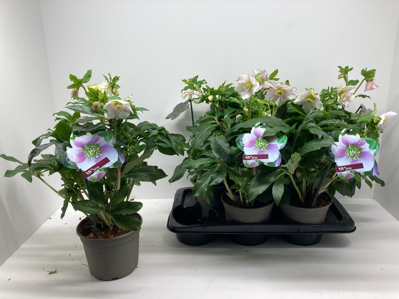 Helleborus orientalis 'ViV Rosa', D 17 cm