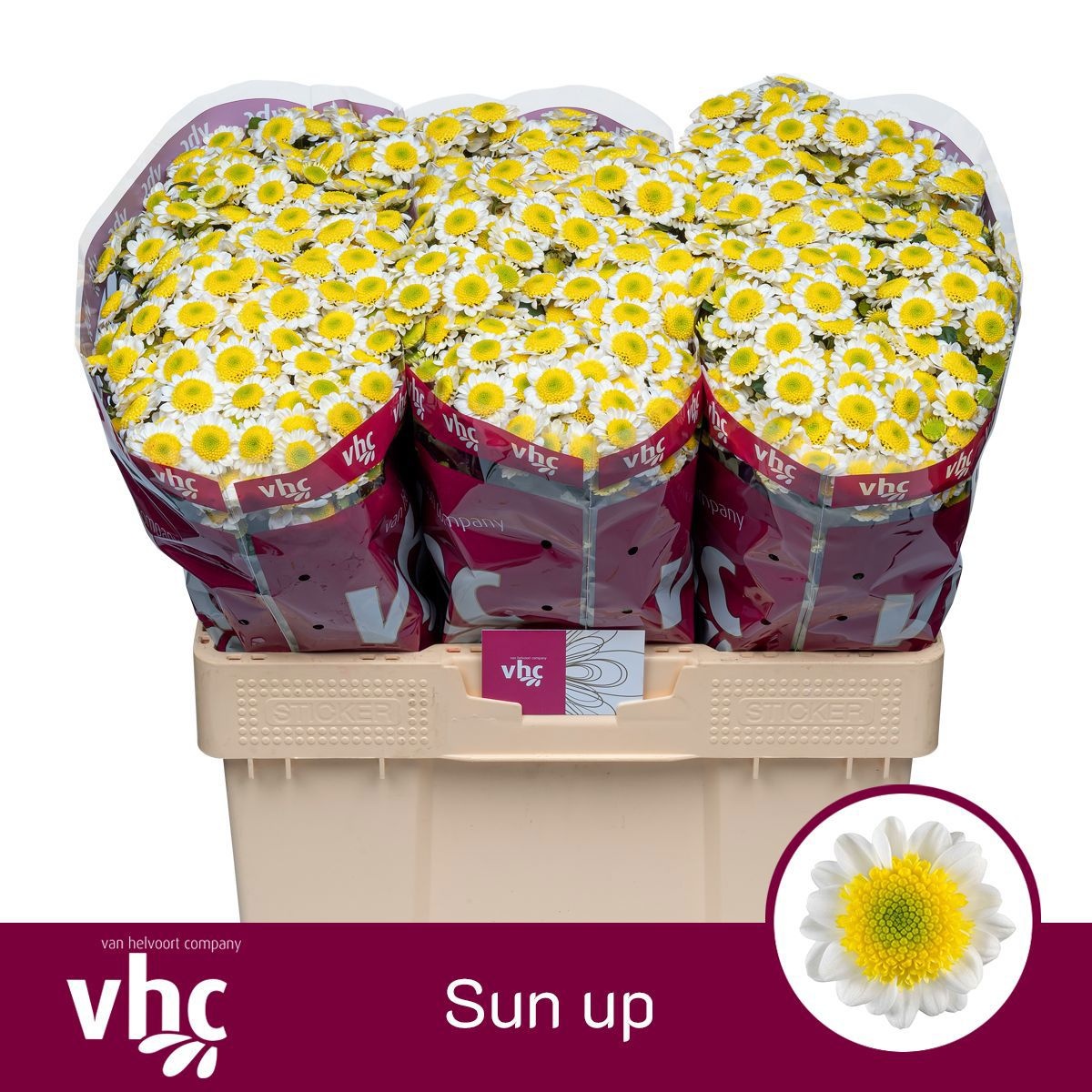 Сантини Сан Ап, шт.