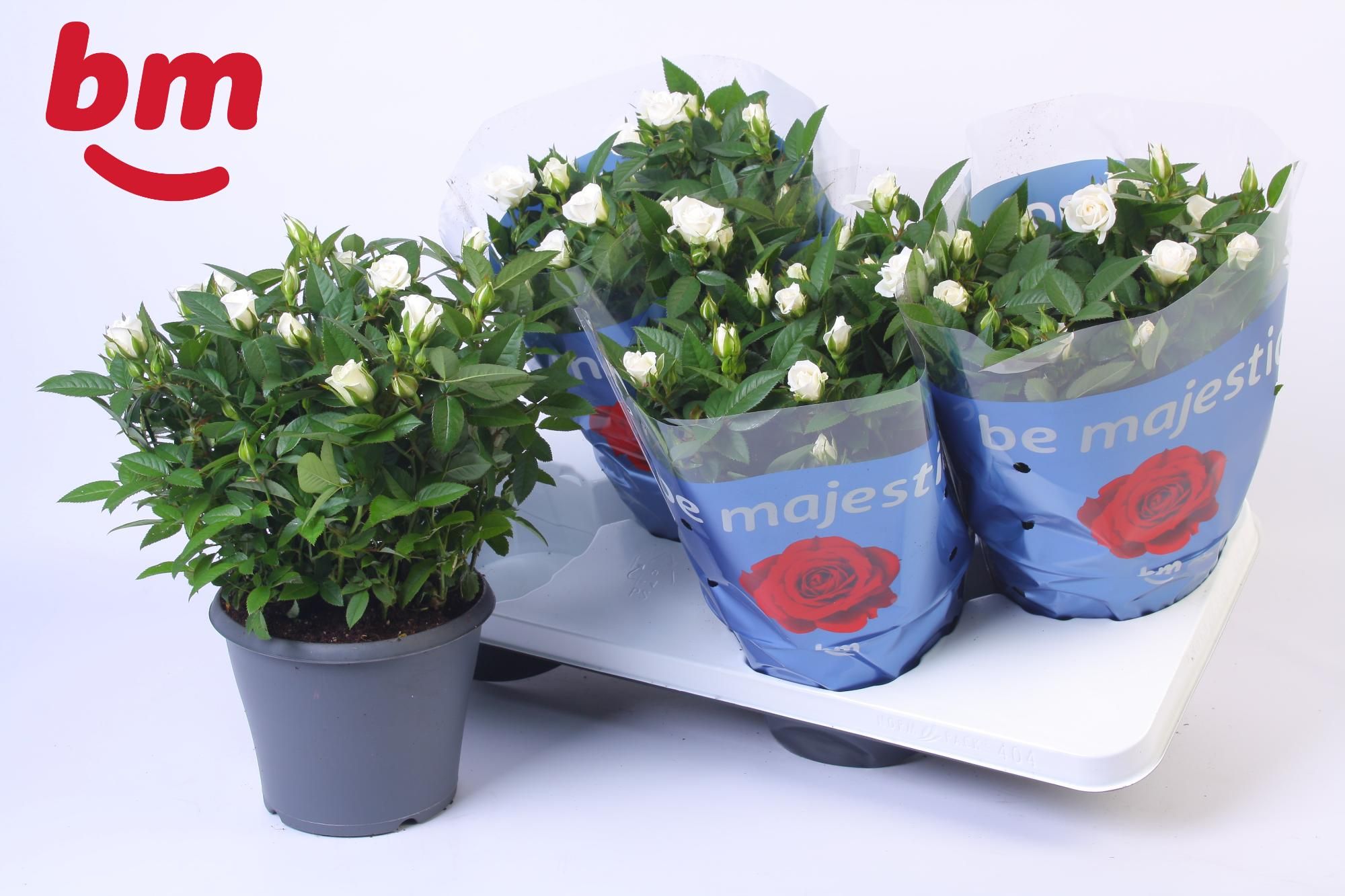 Rosa Jewel Patio White 17cm, D 17