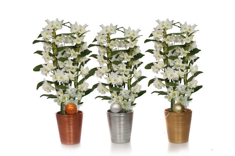 Scratched p12 mix luxury Dendr Nobile Apollon 2T16+tros regular, D 12 cm