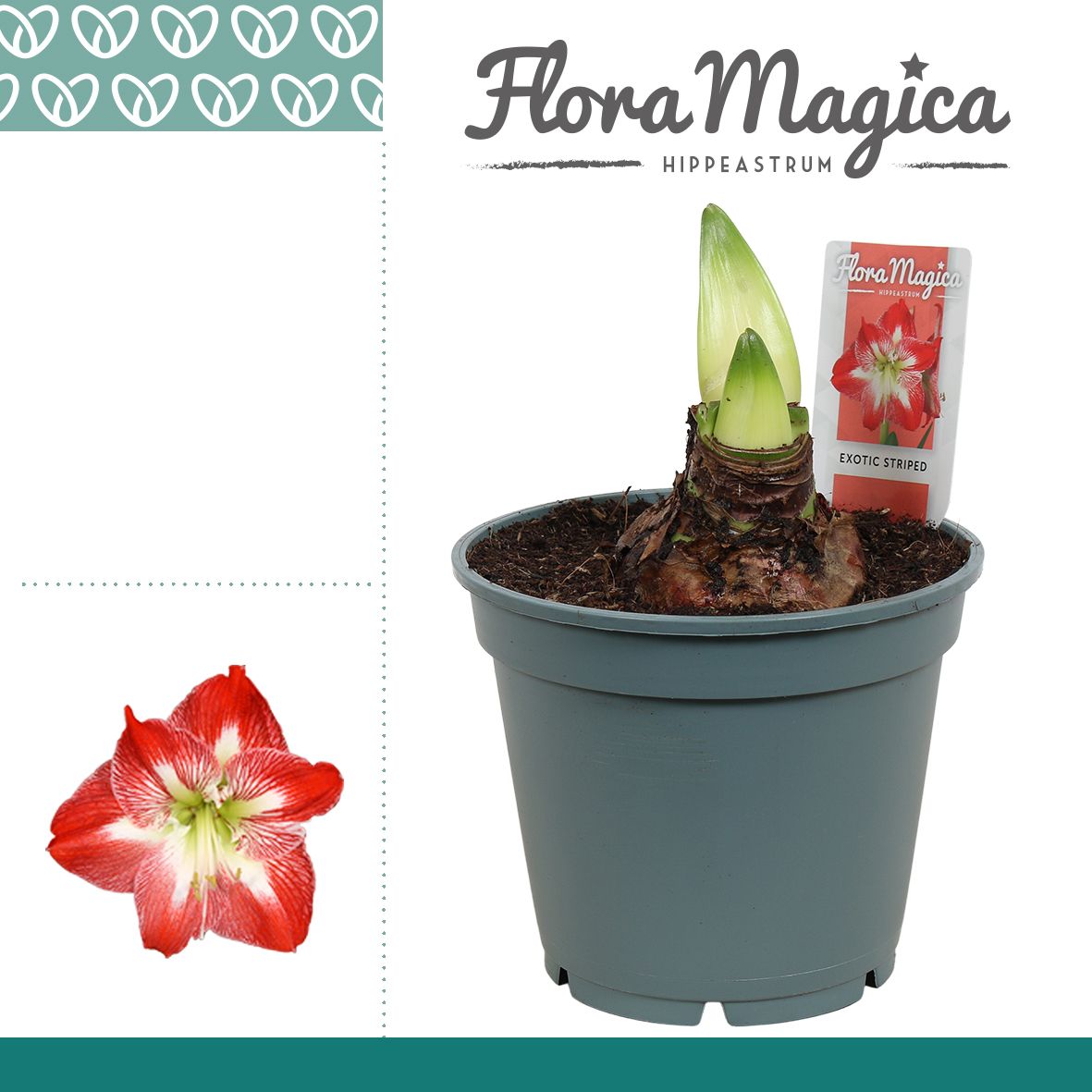 Amaryllis Exotic Striped 2/3 Knop Bolmaat 36-40, D 17