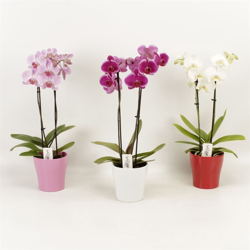 Phalaenopsis gemengd 2 tak gemengd shorty in Valentijn keramiek, D 12