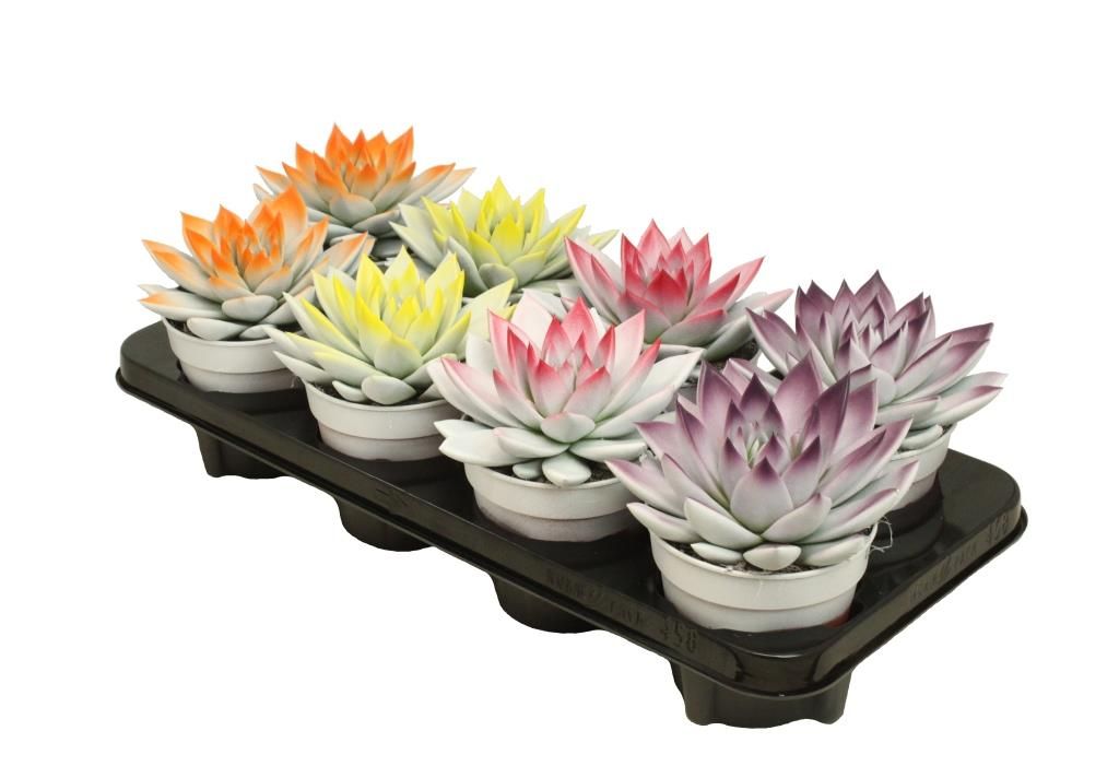 Miranda bicoloured light-dark mix, D 12 cm