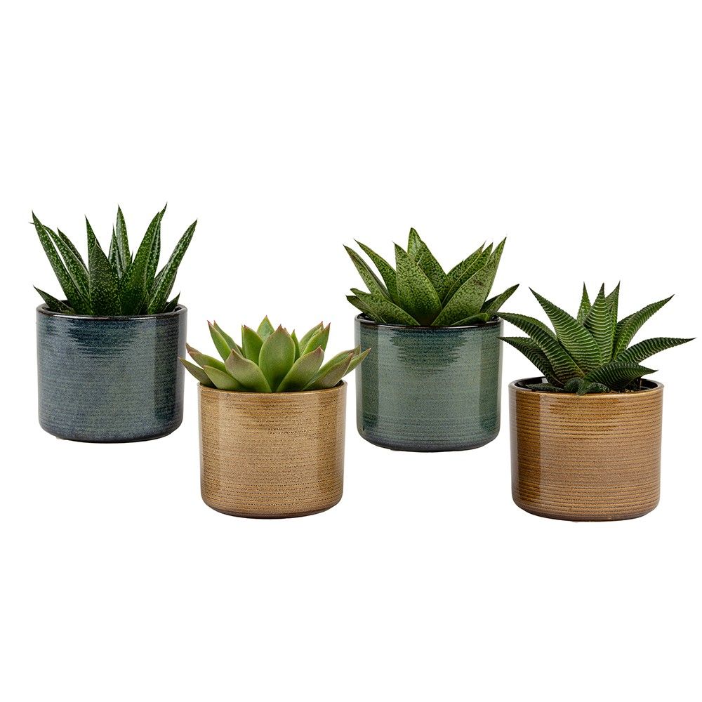 Sophie with Succulent mix, D 6