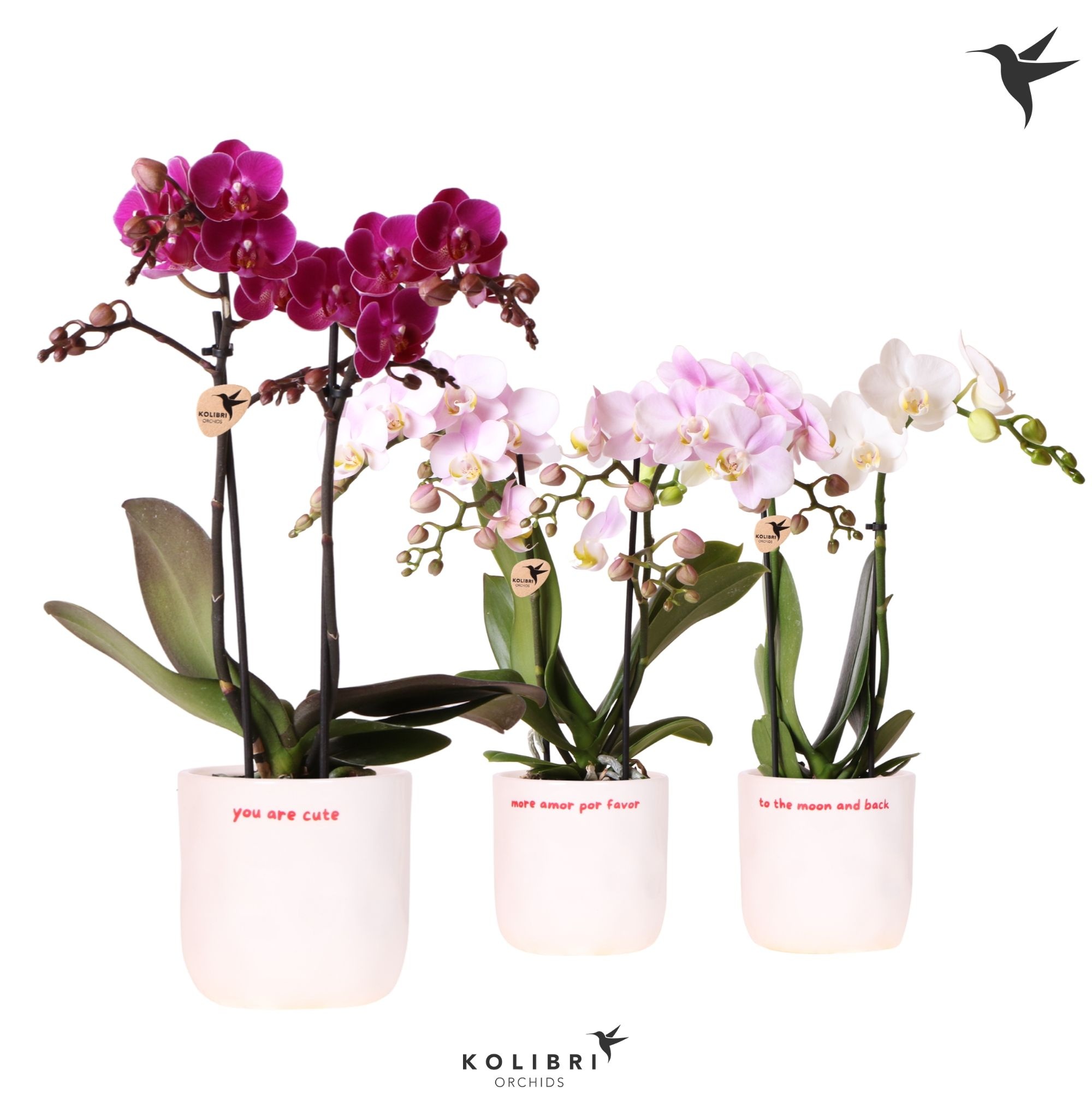 Kolibri Orchids Phalaenopsis mix 2 spike in Love pot mix, D 9