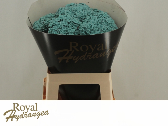 Гортензия Овериг Крашеная (краш. ) 60, шт.