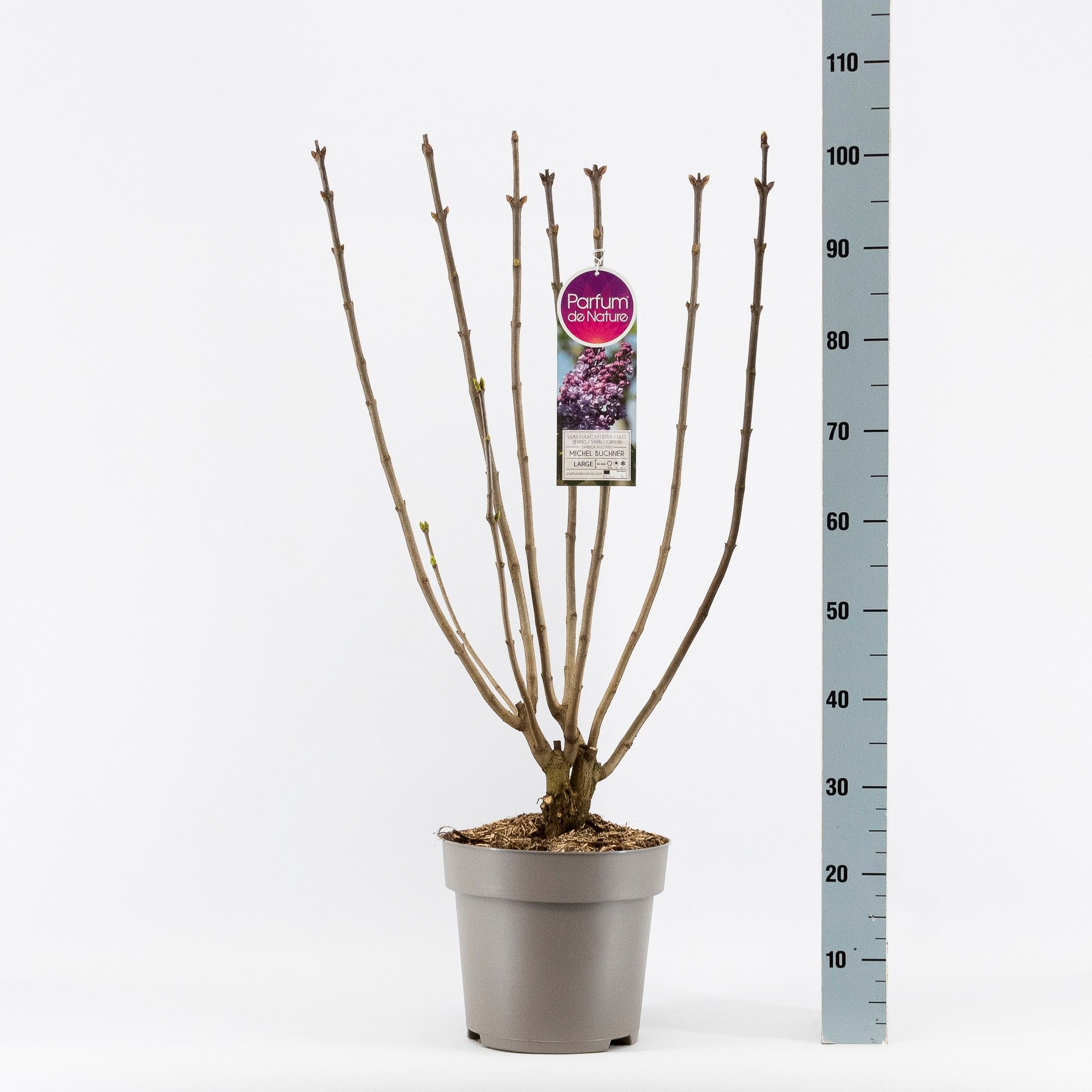 Syringa vul. Michel Buchner, 2-jarig, C10 Solitair, D 27