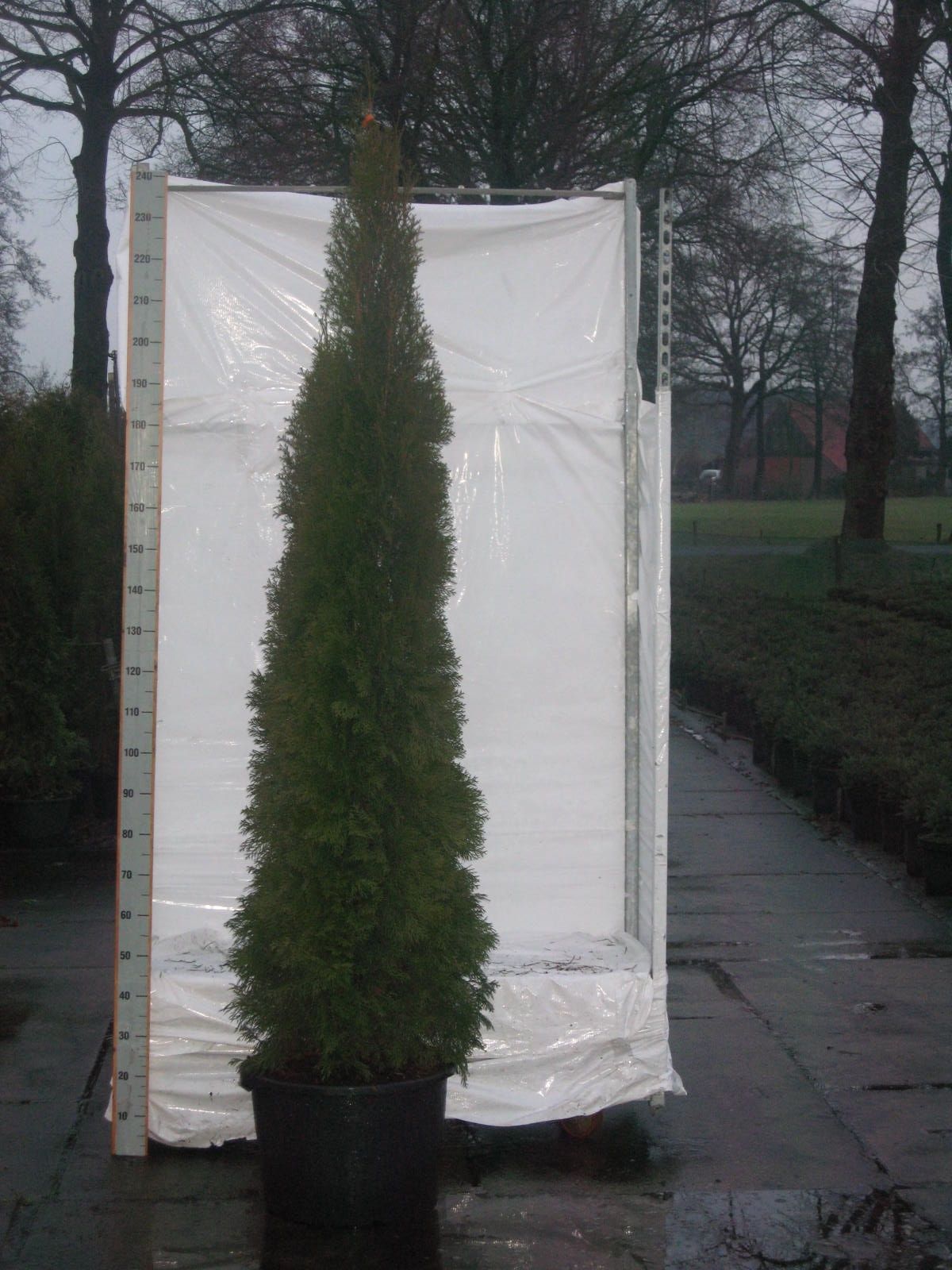 Thuja occidentalis 'Smaragd', D 45