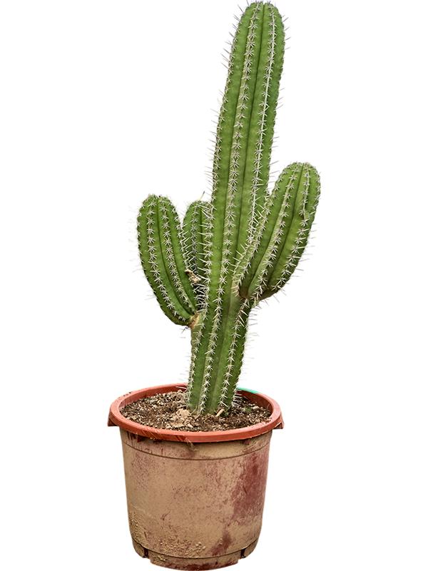 Polaskia chichipe (110-130), D 43