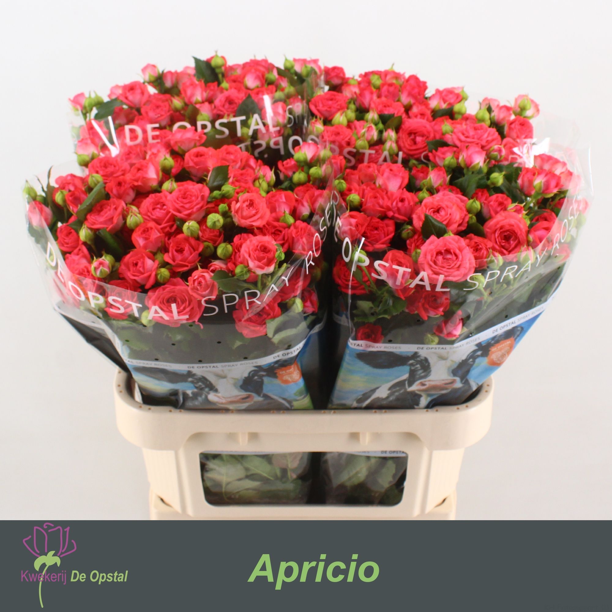 Роза куст. Апричио 80, шт.