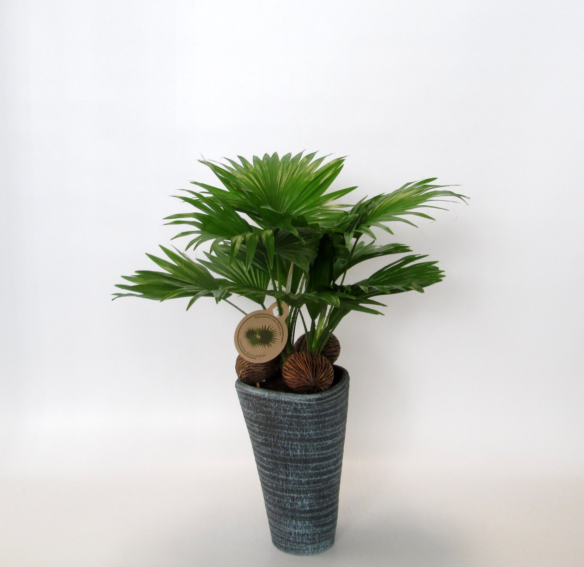 Livistona rotundifolia, D 16