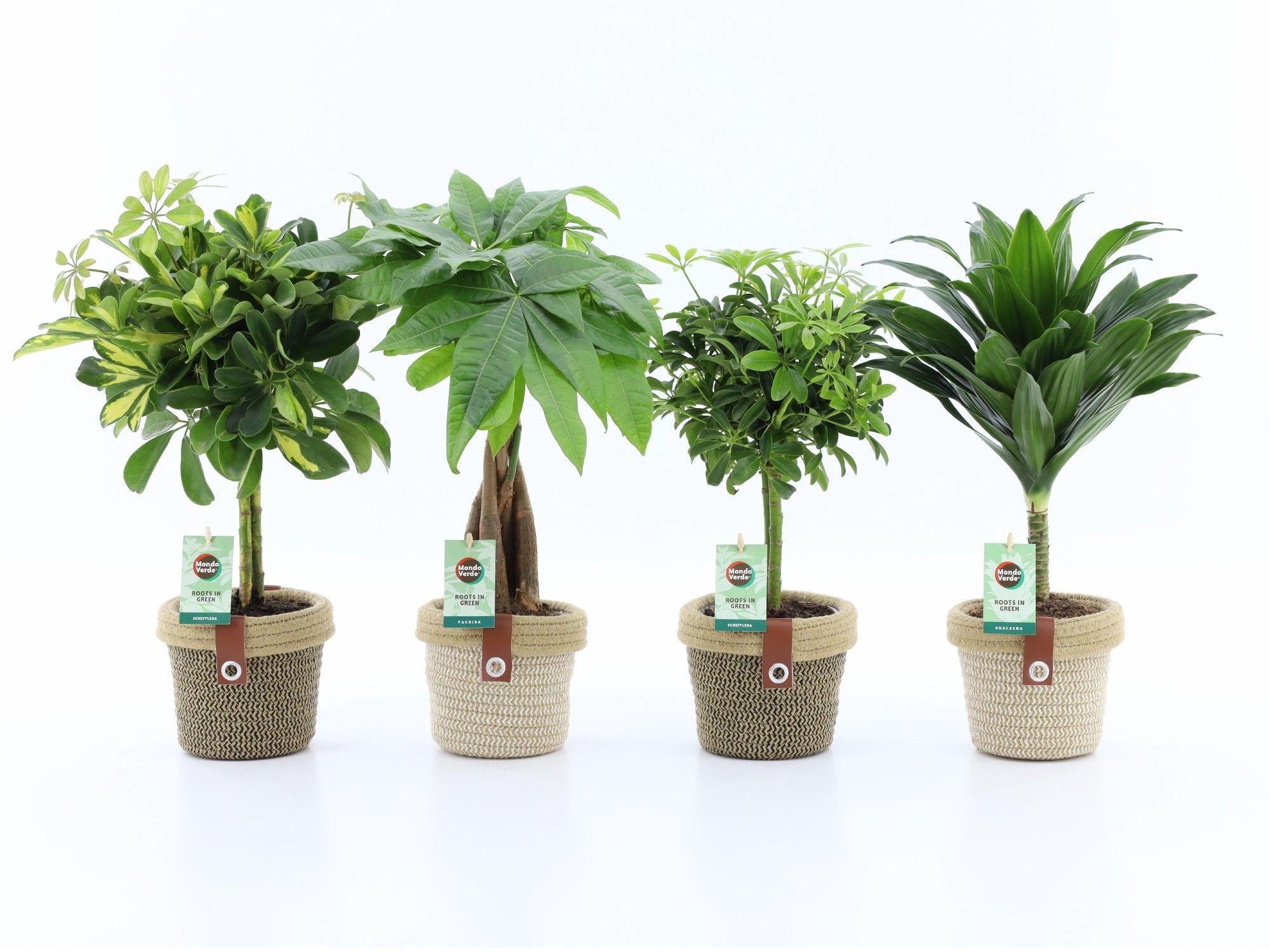 Stammenmix in Noah Deluxe, D 14