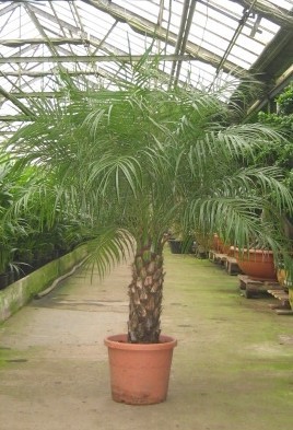 phoenix roebilinii, D 30