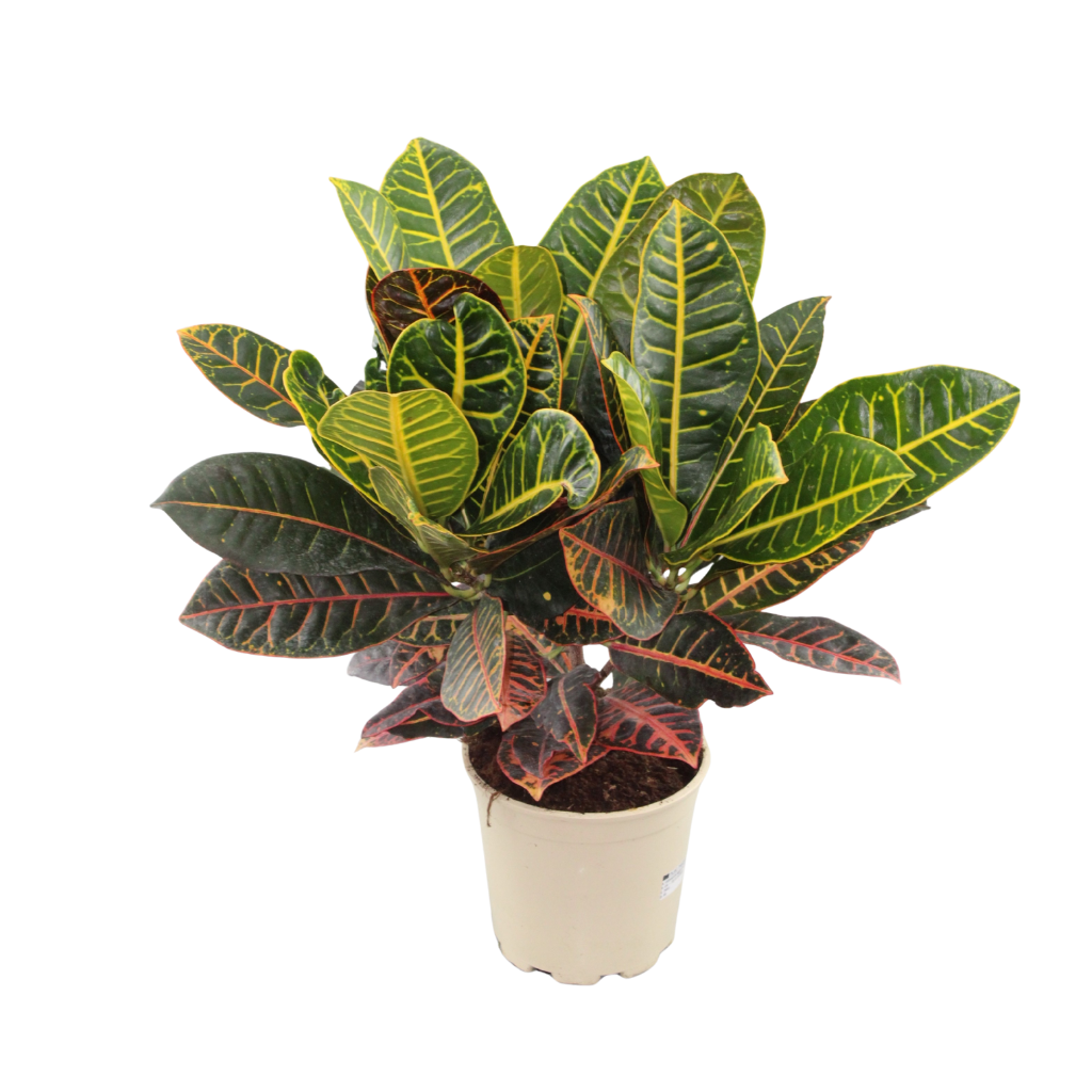 Codiaeum variegatum 'Petra', D 20