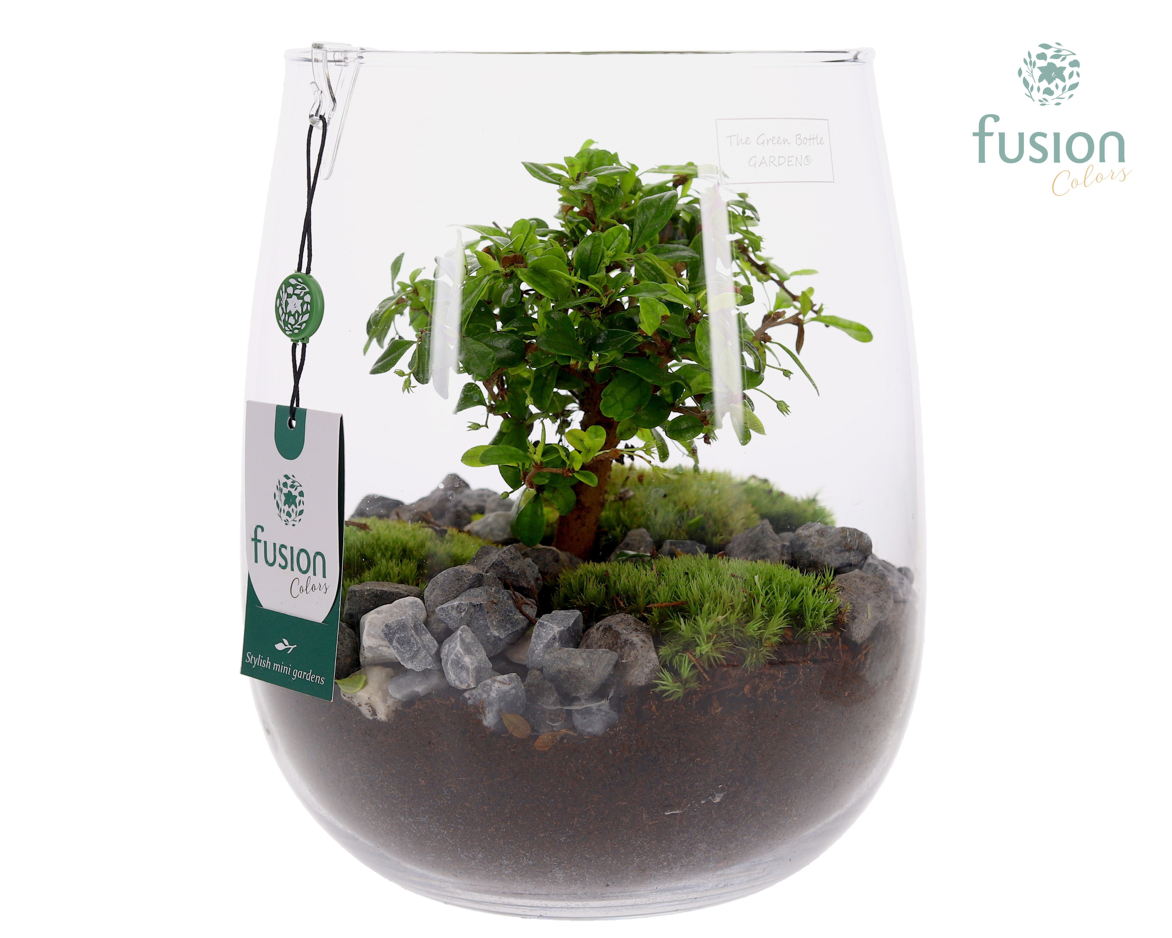 Glazen vaas met Bonsai, D 22