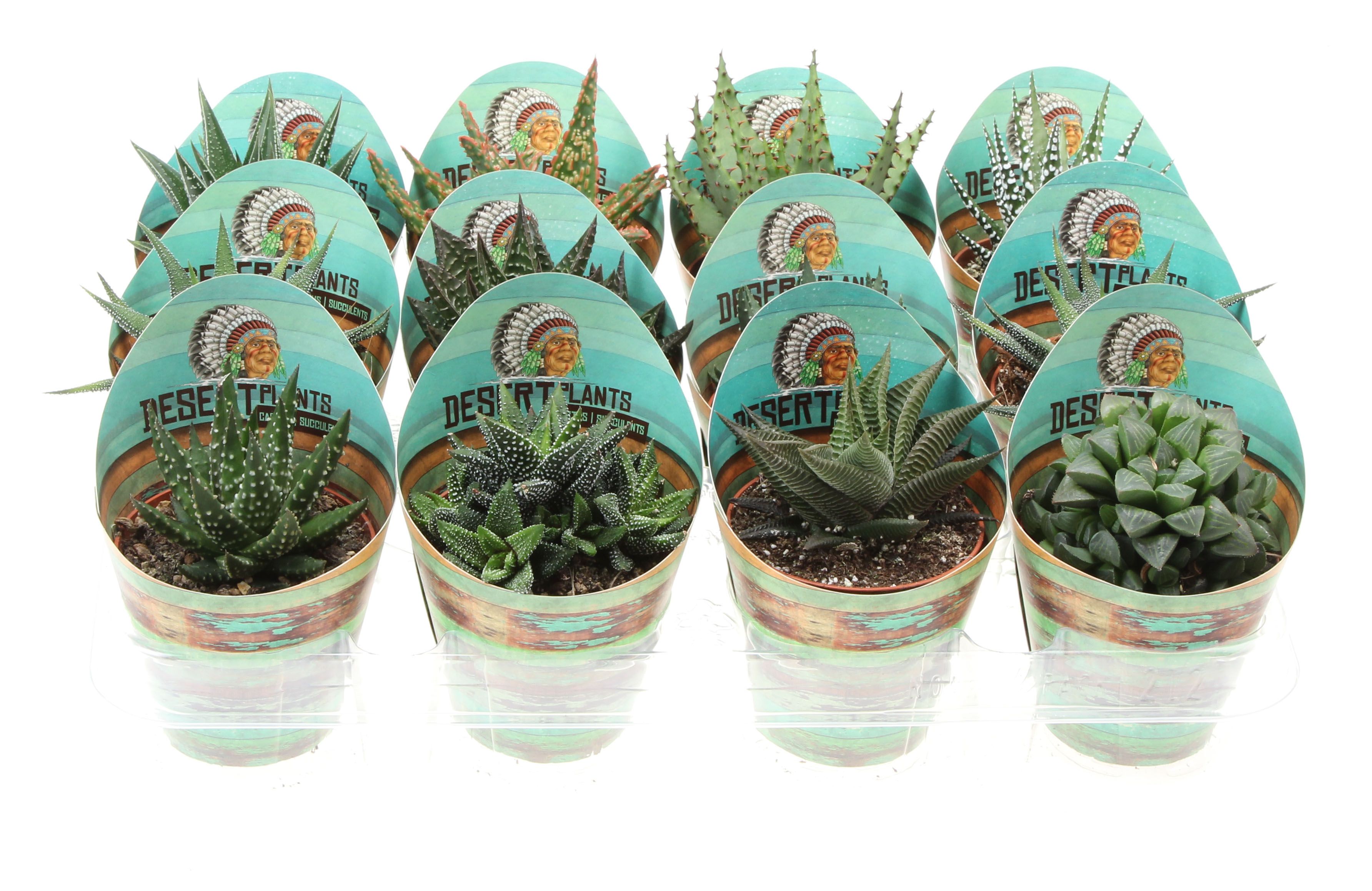 Potcover desert plants aloe mix, D 8,5